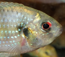Anomalochromis thomasi