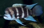 P.Tawil Cyphotilapia sp. frontosa 6-barres Burundi home C211128A 844.JPG