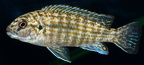 P.Tawil Labidochromis cf. maculicauda Chiwi C190713A 640.JPG