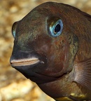P.Tawil Tropheus sp. viridescens Ubwari Mierzenska C230403A 502.JPG