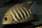 P.Tawil Etroplus suratensis C150411A 388.JPG