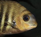 P.Tawil Etroplus suratensis profile C150411A 420.JPG