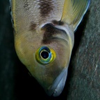 P.Tawil Neolamprologus furcifer Burundi Zeitoun C090110A 256.jpg