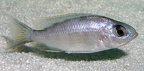 P.Tawil Protomelas sp. Taiwan Taiwanee Reef tank-bred C080308A 124.jpg