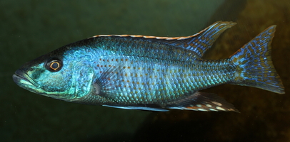 Champsochromis spilorhynchus Mvunguti