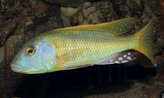 Buccochromis rhoadesii