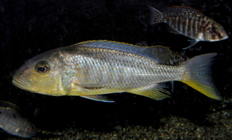 Buccochromis rhoadesii femelle