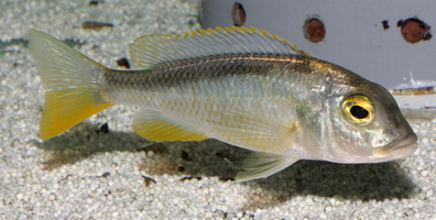 Buccochromis nototaenia femelle