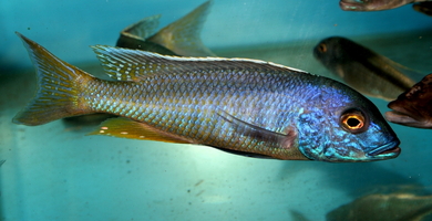 Buccochromis spectabilis