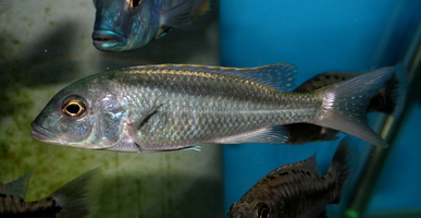 Buccochromis spectabilis femelle