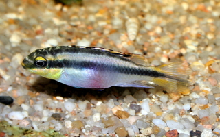 Pelvicachromis pulcher femelle