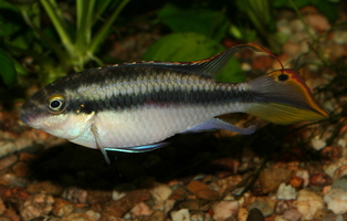 Pelvicachromis pulcher mâle