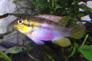 Pelvicachromis silviae femelle