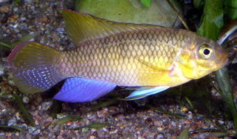 Pelvicachromis silviae mâle