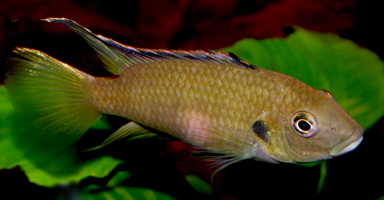 Benitochromis nigrodorsalis