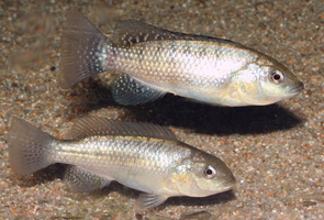 Alcolapia alcalica couple