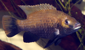 Tilapia guinasana mâle