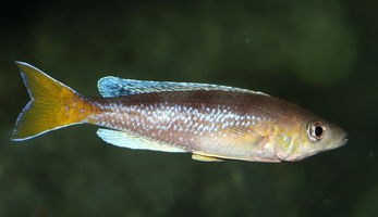 Cyprichromis sp. "dwarf jumbo" cap Kabogo mâle queue-jaune