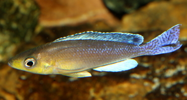 Cyprichromis sp. "dwarf jumbo" cap Kabogo mâle queue-bleue