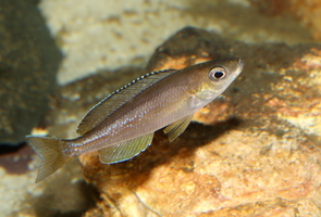 Cyprichromis sp. "dwarf jumbo" cap Kabogo femelle