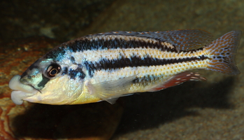 Cheilochromis euchilus Tanzanie