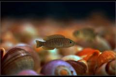 Neolamprologus multifasciatus