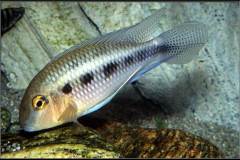 Crenicara punctulata