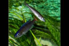 Cyprichromis leptosoma Utinta