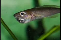 Cyprichromis leptosoma Utinta