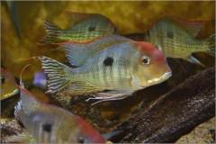 Geophagus sp. |dq|Red head|dq|