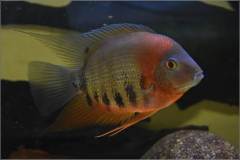 Heros efasciatus |dq|Rotckeil|dq|