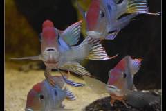 Geophagus sp. |dq|Red head|dq|
