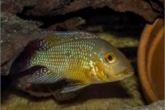 Geophagus brasiliensis