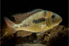Geophagus mirabilis