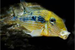 Gymnogeophagus gymnogenys