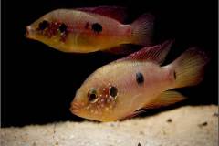 Hemichromis sp. |dq|Moanda|dq|