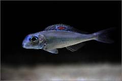 Xenotilapia nigrofasciata