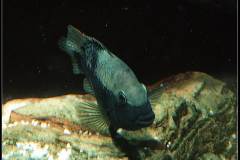 Herichthys steindachneri |dq|Media luna|dq|