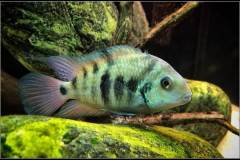 Amatitlania sp. |dq|HRP|dq|