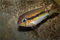 Krobia sp.|dq|Oyapock|dq|