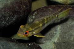Krobia sp. |dq|Red eye|dq|
