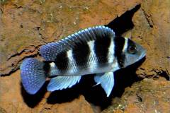 Neolamprologus tretocephalus