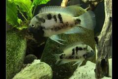Panamius panamensis