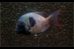 Paretroplus menarambo