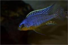 Protomelas steveni imperial Pombo