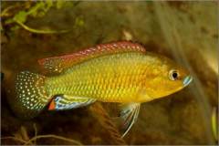 Pseudocrenilabrus multicolor victoriae