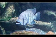 Tilapia buttikoferi