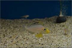 Xenotilapia papilio Isanga