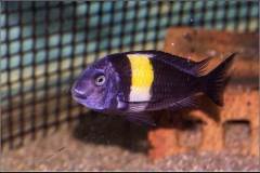 Tropheus duboisi Maswa