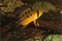 Apistograma alacrina